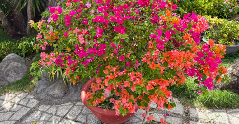 plant (featured image)