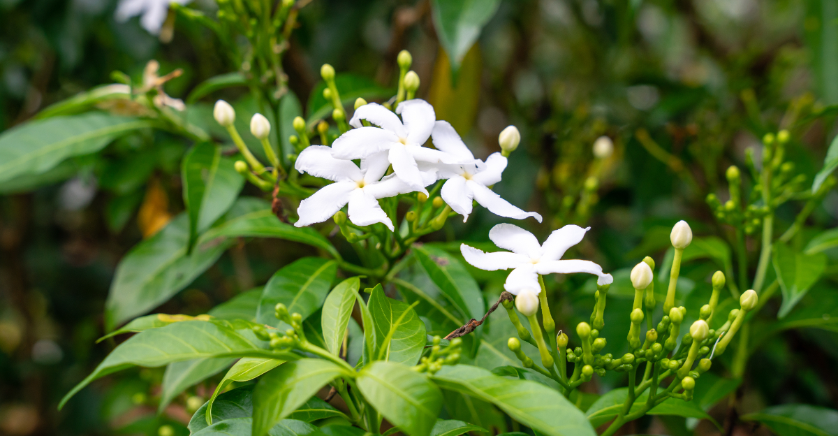 jasmine plant (featured image)