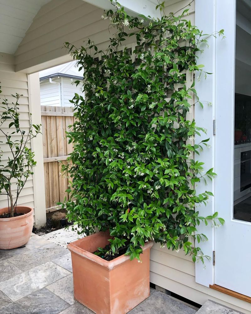 Star Jasmine Covers Arizona Walls With Glossy Leaves And Strong Fragrance