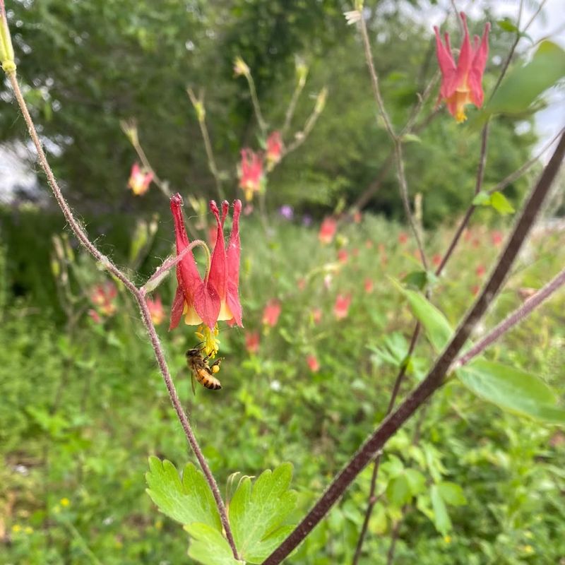 Eastern Red Columbine Feeds Bees When Little Else Is Blooming