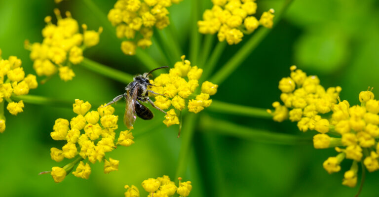 plant (featured image)