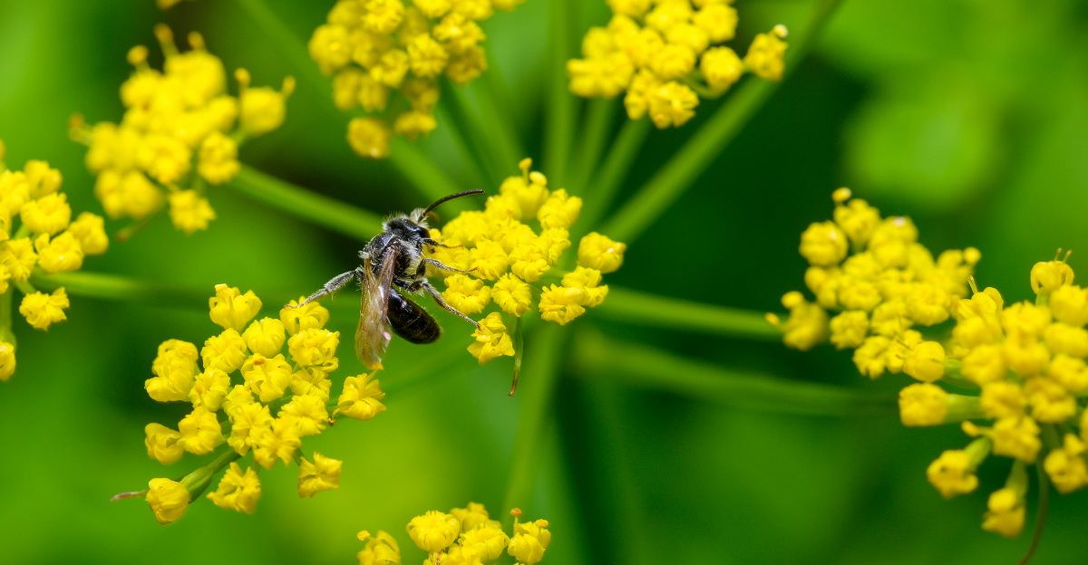 plant (featured image)