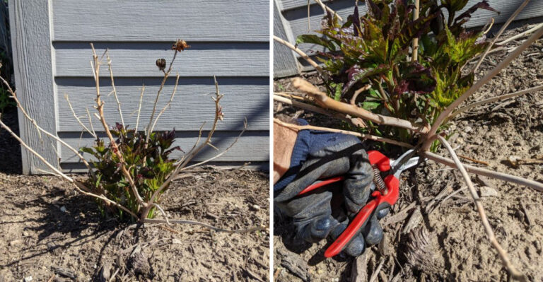 hibiscus pruning