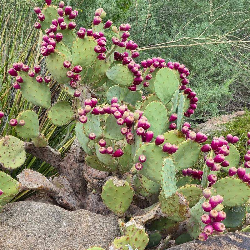 Pick Plants That Can Handle Intense Arizona Sun