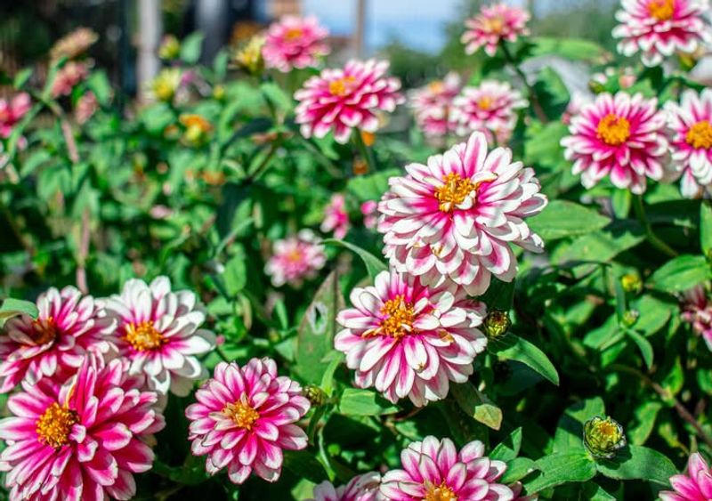 Choose Heat-Tolerant Zinnia Varieties