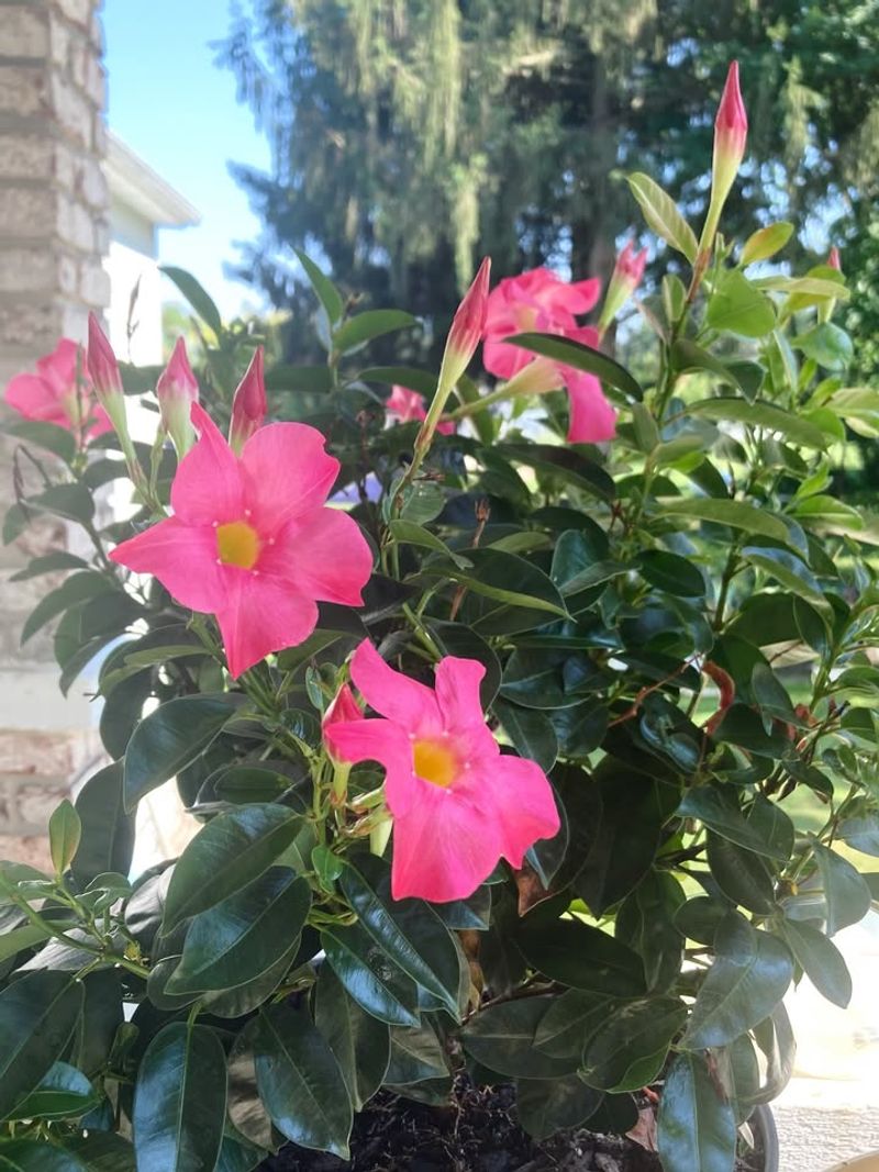 Mandevilla Delivers Bold Tropical Color All Summer Long