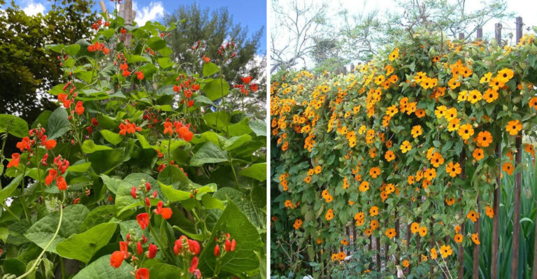 8 Flowering Vines That Climb Beautifully In Georgia Yards