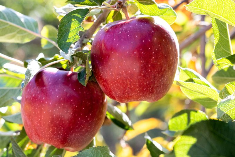 Apples That Love Cool Coastal Air