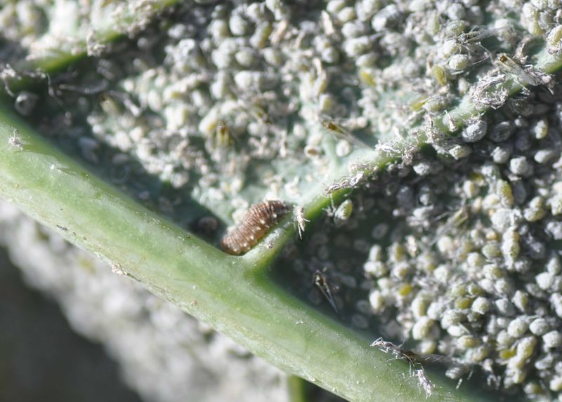 Aphid Eggs Hatch After Consistent Thaw Not During Frozen Snow Cover
