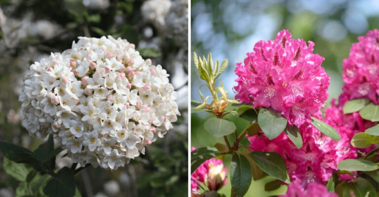 8 Garden Plants That Instantly Add Positive Energy To Your North Carolina Yard