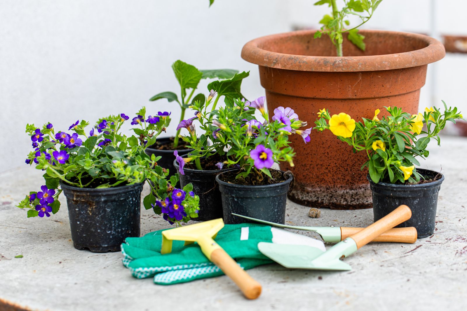 garden tasks and tools