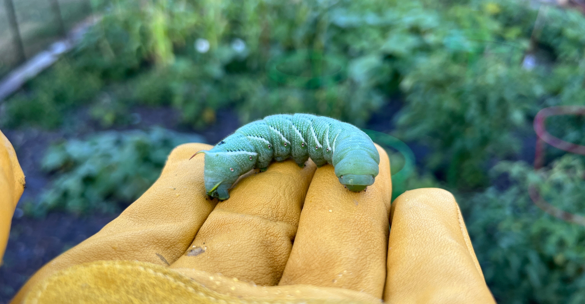 8 Georgia Garden Pests That Emerge During March