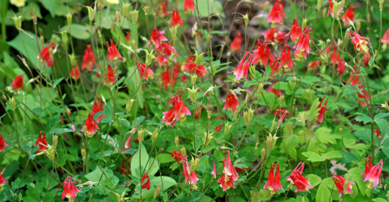 plant (featured image)