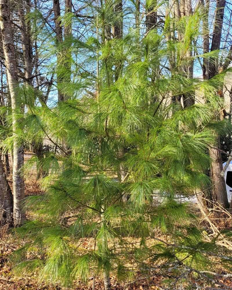 Eastern White Pine (Pinus Strobus)