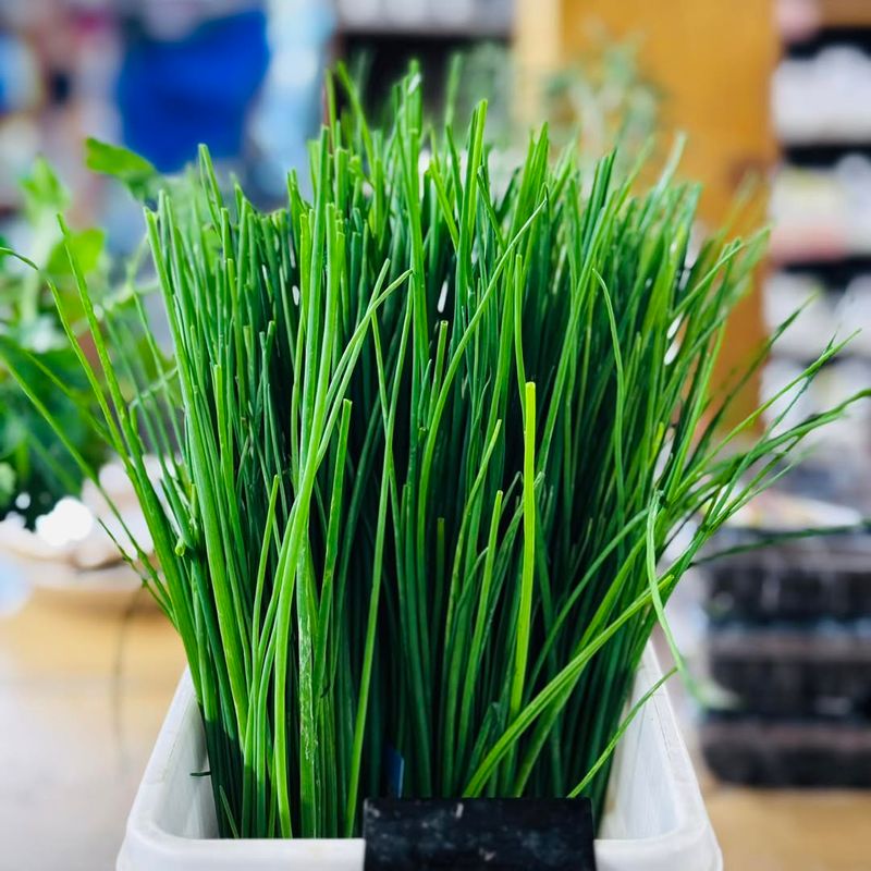 Chives That Pop Back Up Every Spring