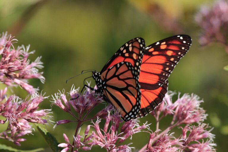 butterfly on milkweed