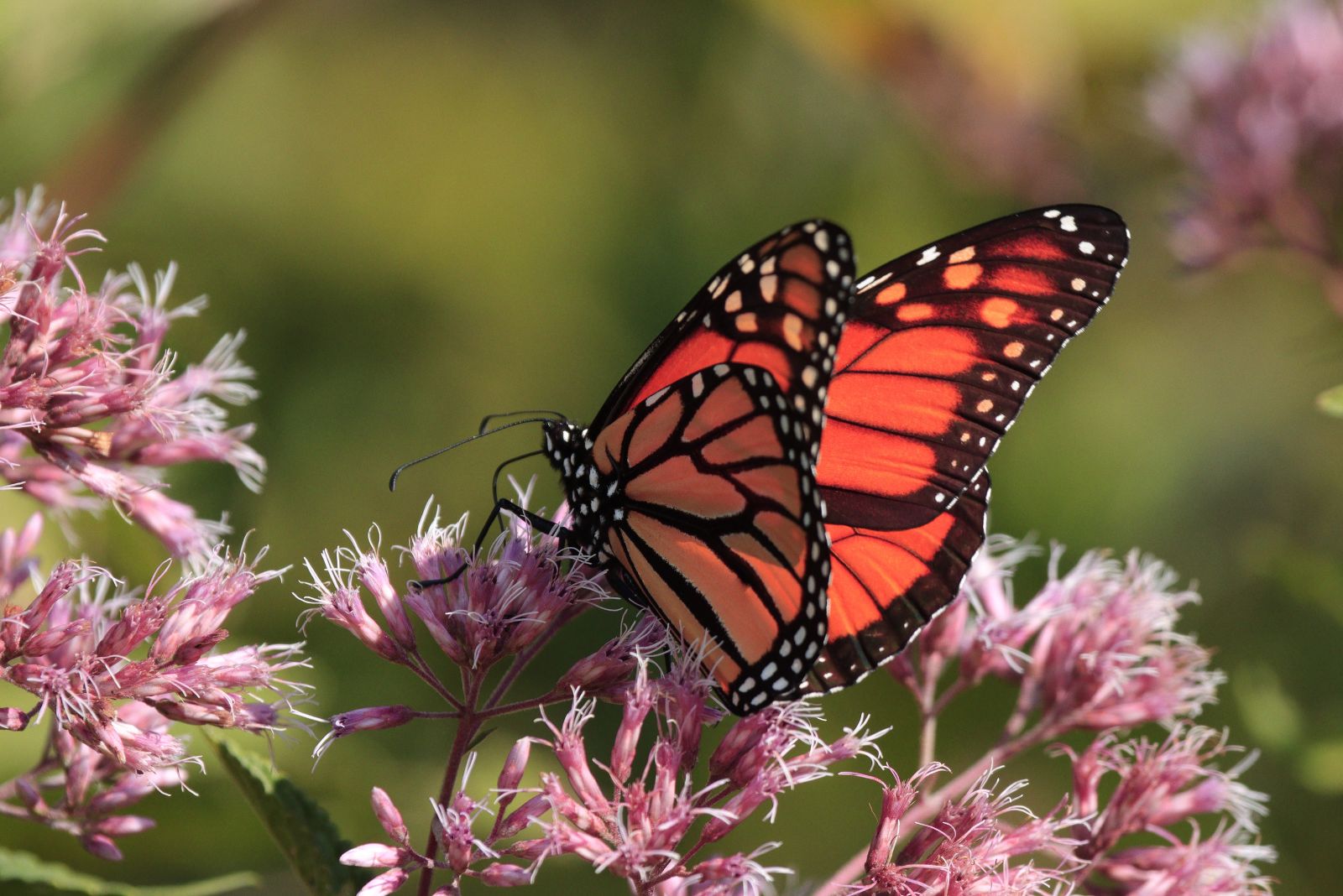 butterfly on milkweed