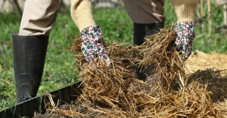 mulching garden bed