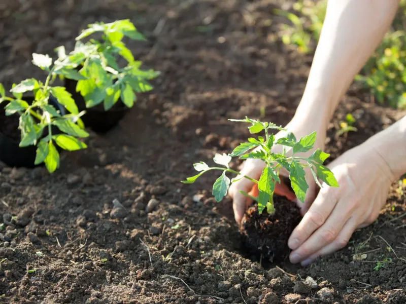 Plant Warm Season Crops After Local Frost Risk Passes