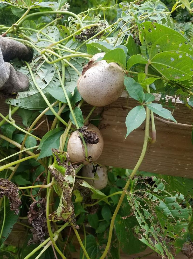 Air Potato Smothers Everything In Its Path