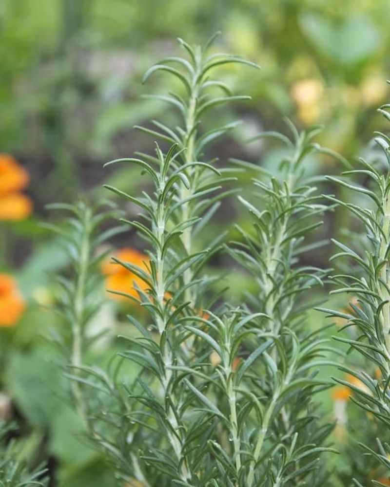 Rosemary Forms A Fragrant Barrier Javelinas Think Twice About