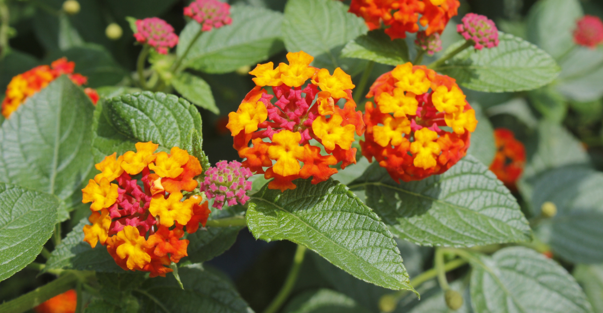 lantana (featured image)