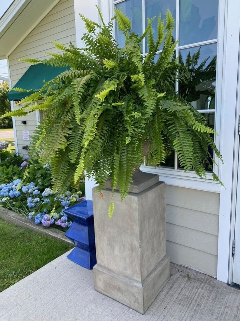 Lush Faux Boston Ferns That Look Fresh In Georgia Humidity