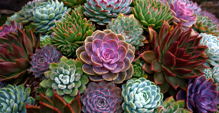 8 Low-Maintenance Arizona Backyard Ideas For A Relaxing And Stylish Space