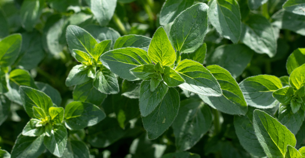 herbs (featured image)