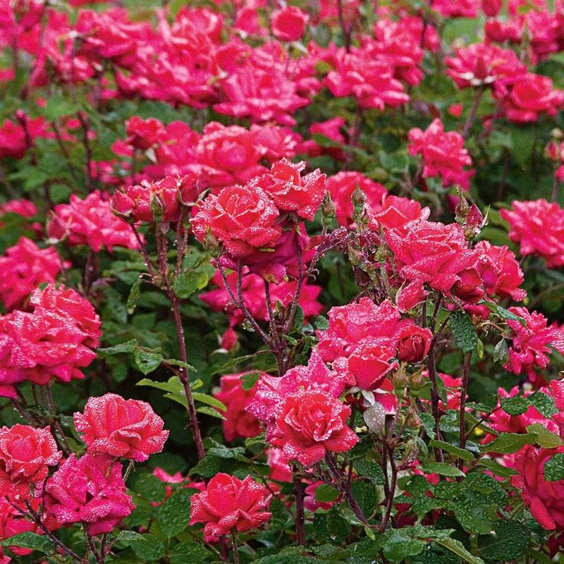 Knock Out® Roses (Rosa spp.) – Shrub