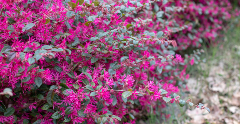 pink shrub