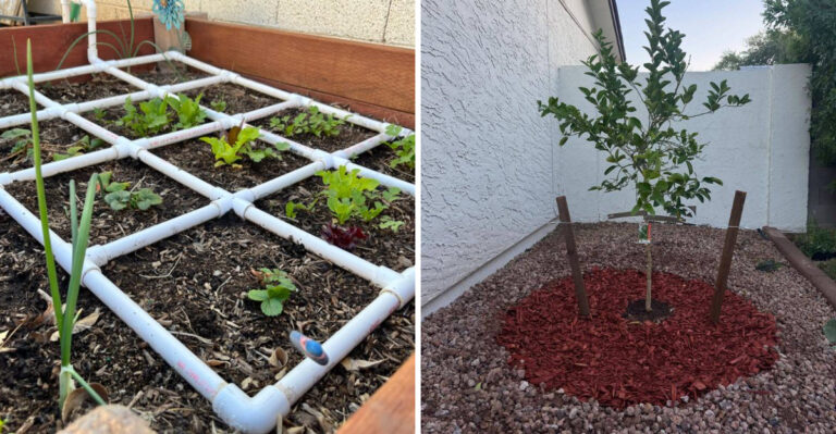 8 March Garden Tasks That Set Arizona Yards Up For Success