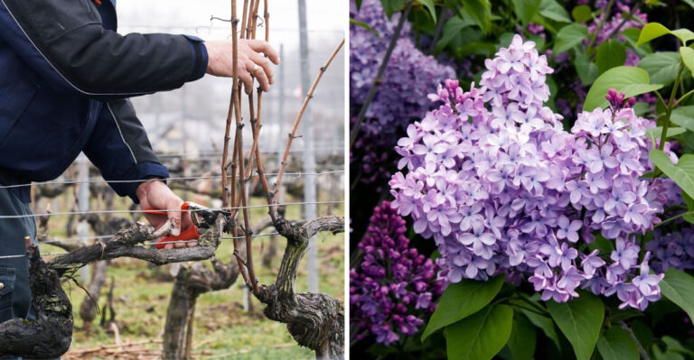 8 Michigan Plants To Prune In February And 4 To Leave Alone