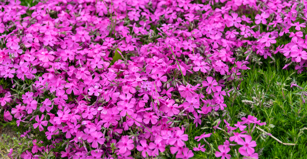 plants (featured image)