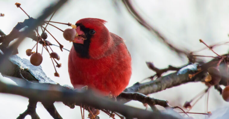 cardinal eating berries