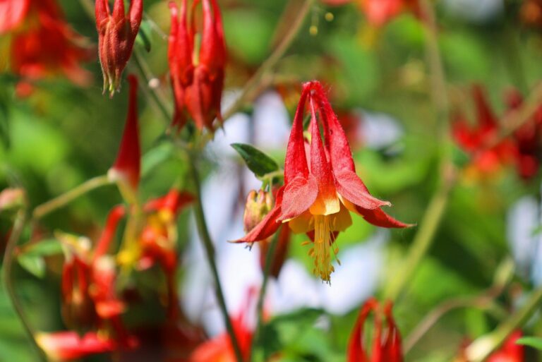 wild columbine