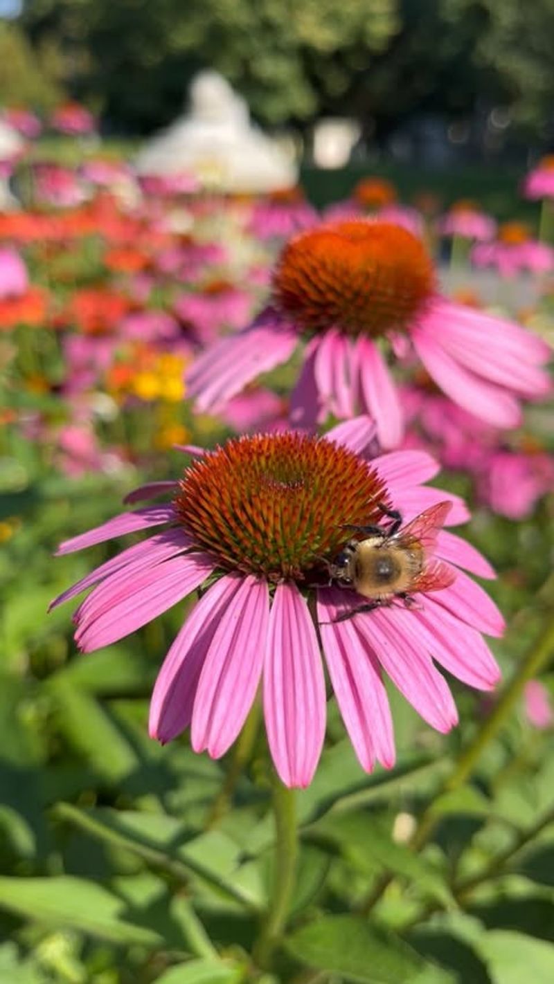 Purple Coneflower (Echinacea Purpurea)