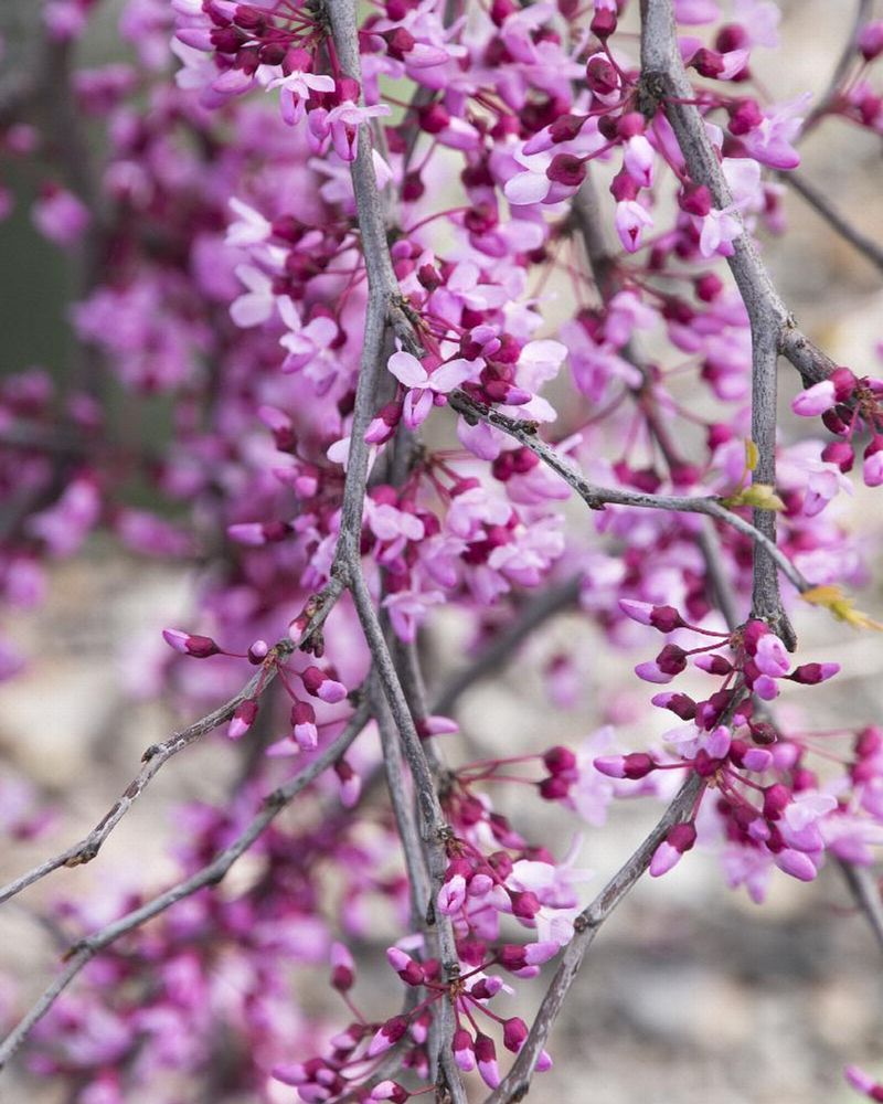 Eastern Redbud (Cercis Canadensis)