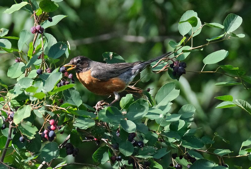 Serviceberry Feeds The First Robins