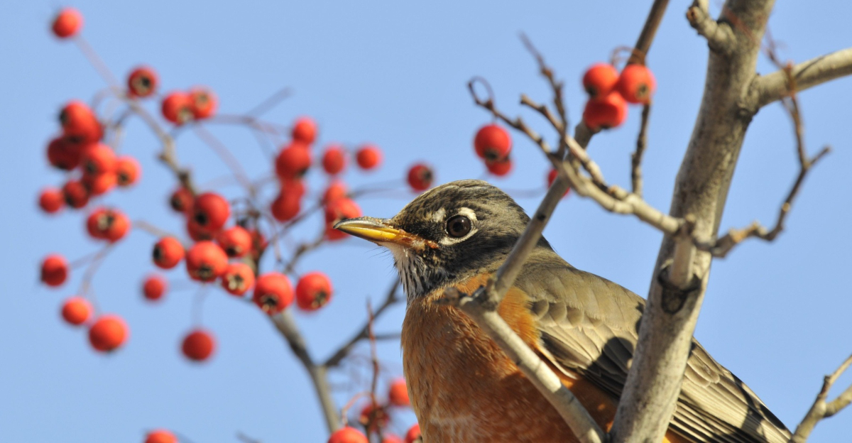 robin feeding on dogwood berries
