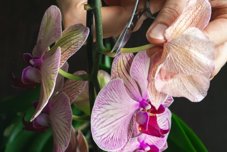orchid pruning