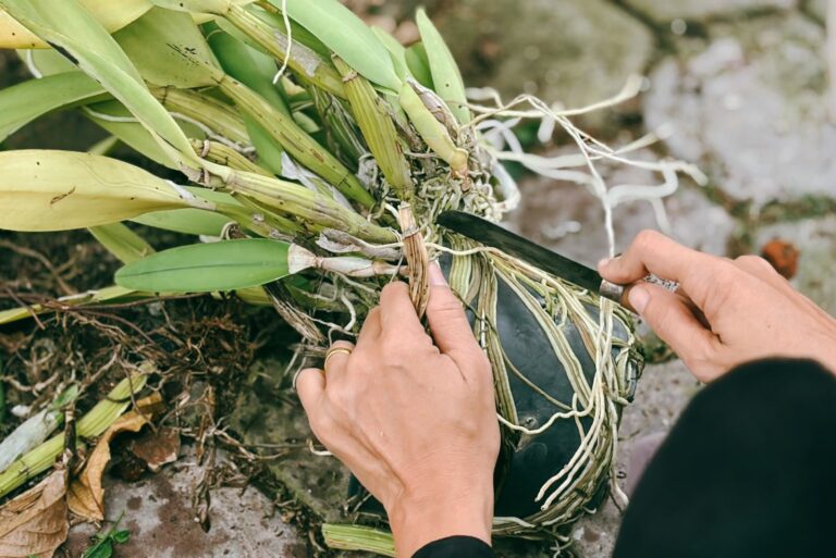 pruning an orchid
