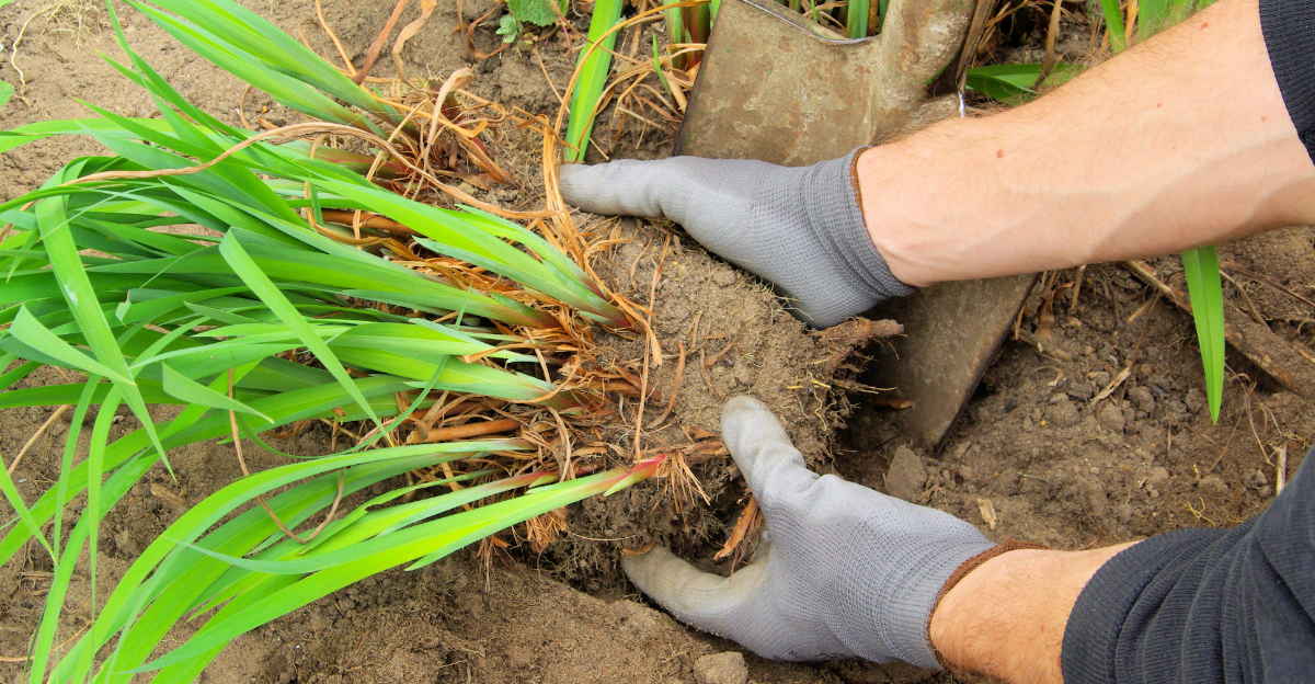 dividing plants (featured image)