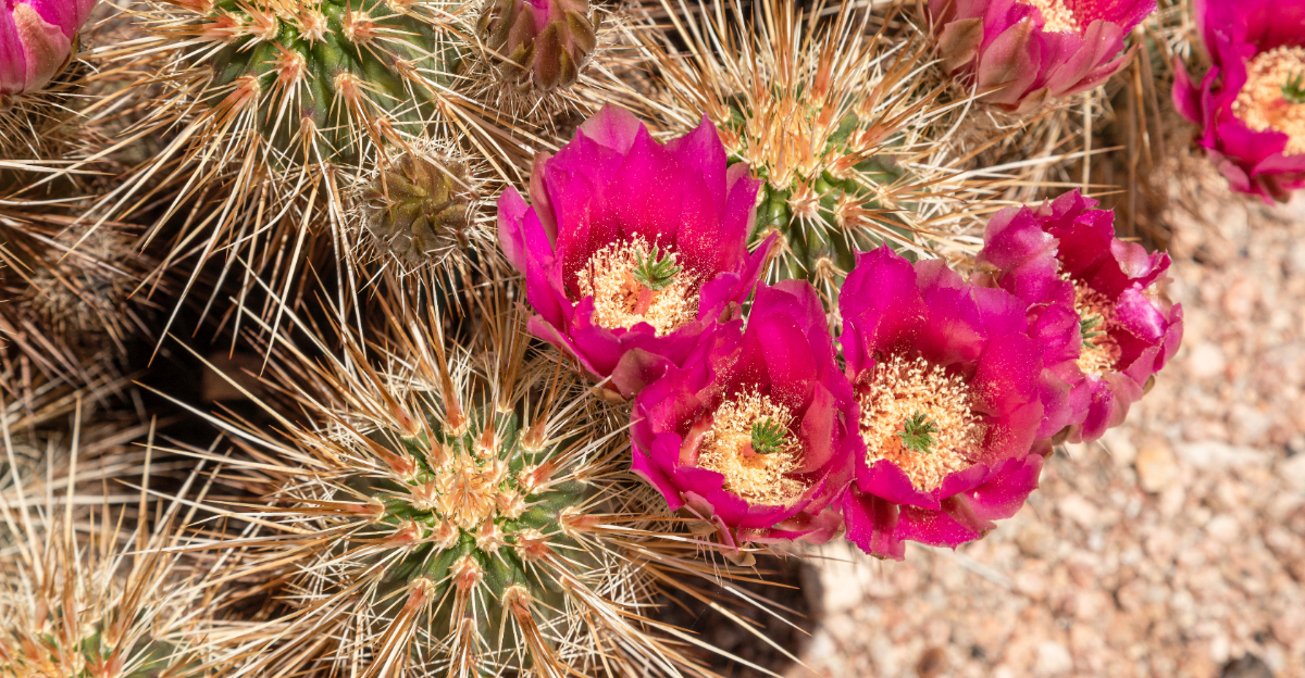cactus (featured image)