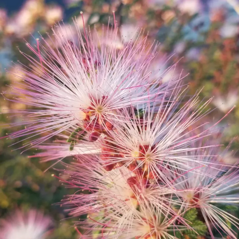 Pink Fairy Duster Lighting Up Desert Spring Blooms