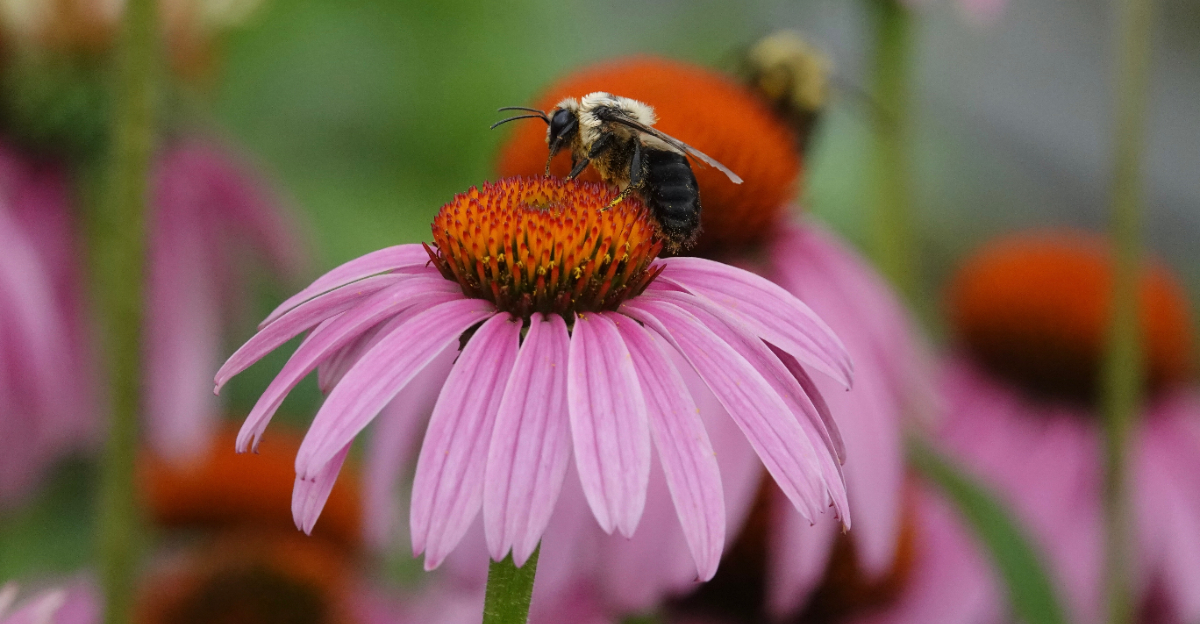 8 Plants In Ohio That Help Bees Thrive In Backyards