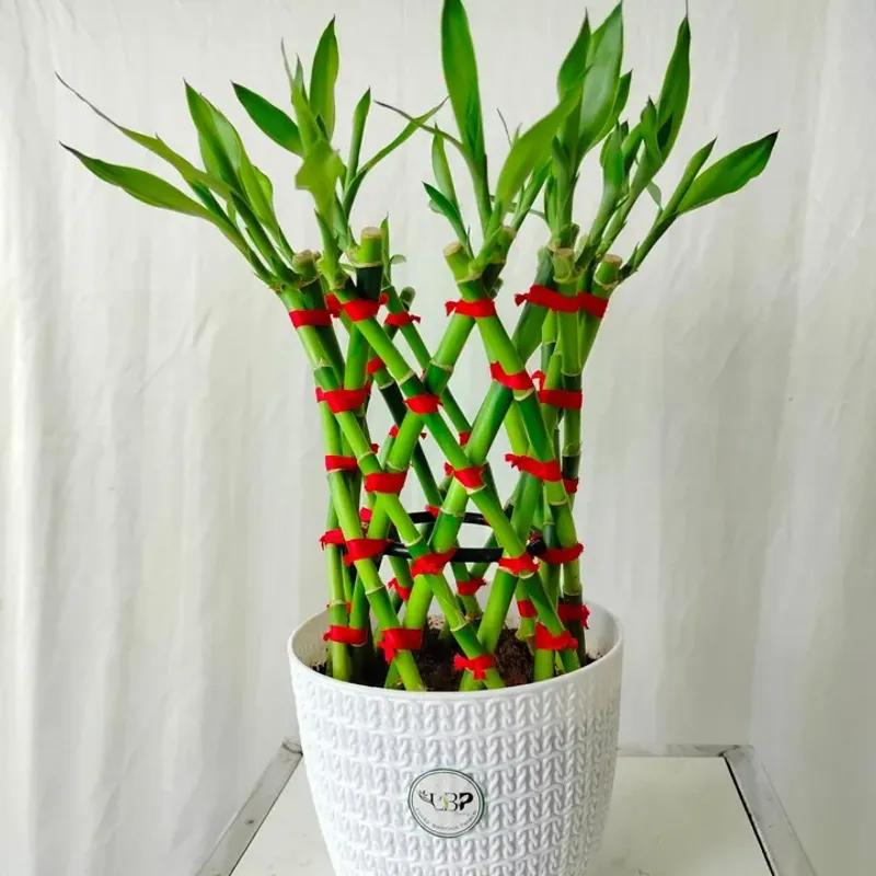 Lucky Bamboo (Dracaena Sanderiana)