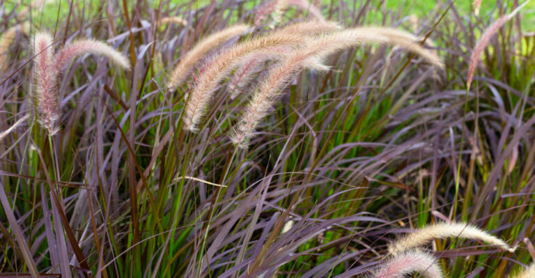 plant (featured image)