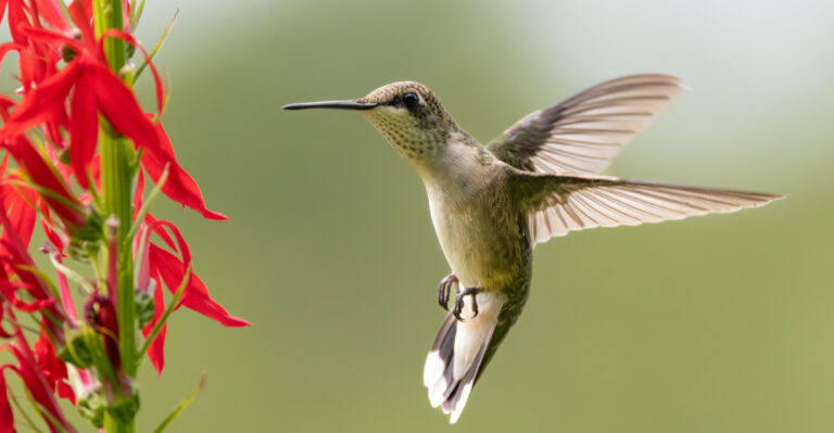 hummingbird feeding on a scarlet sage