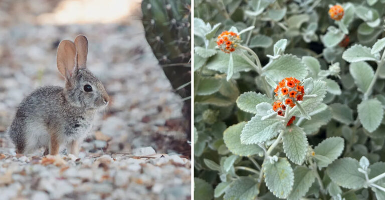 8 Plants That Help Build A Rabbit-Resistant Backyard In Arizona